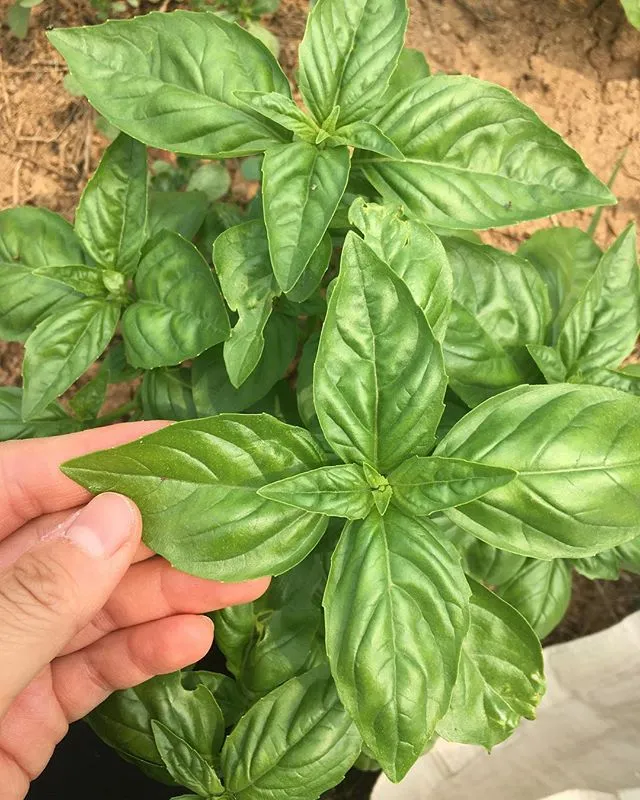 35999186_225916158014811_893257518581547008_n.jpg?type=w773