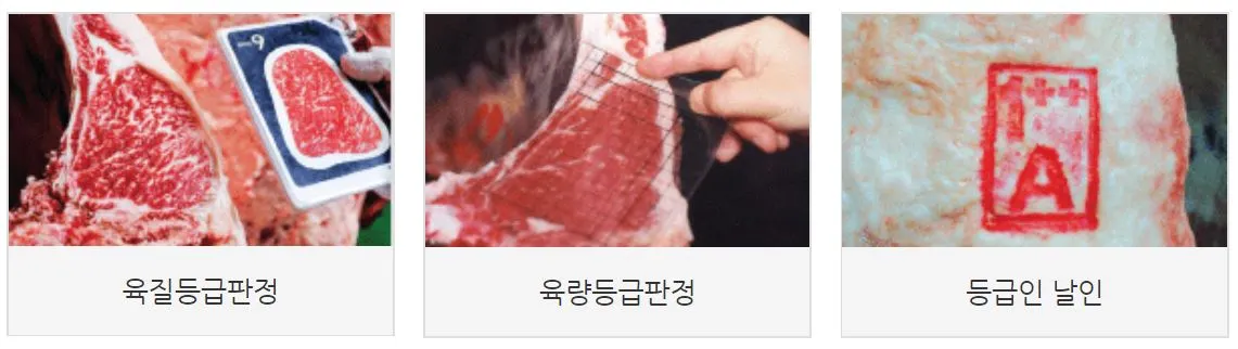 축산물등급판정.JPG