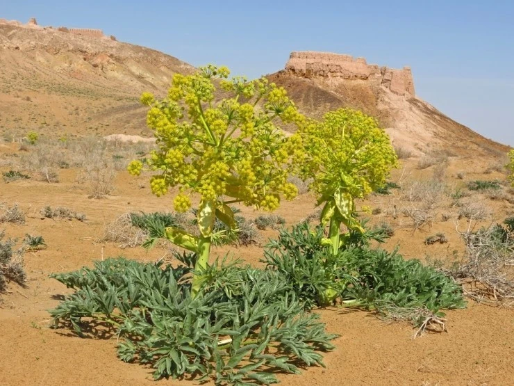 galbanum.jpg?type=w800