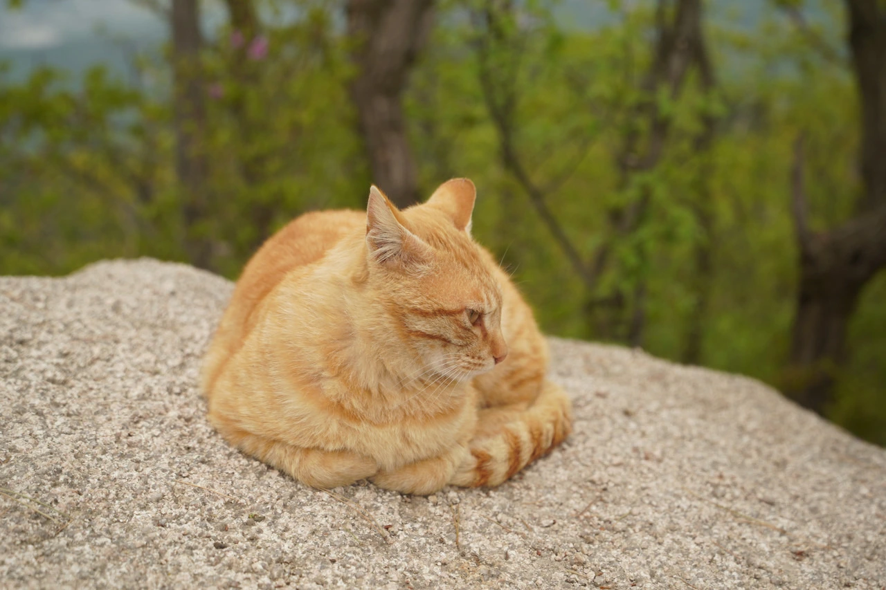 img.jpg?credential=yqXZFxpELC7KVnFOS48ylbz2pIh7yKj8&expires=1753973999&allow_ip=&allow_referer=&signature=nrUYAEvustJ7K2G9J8cVL6ARSpY%3D