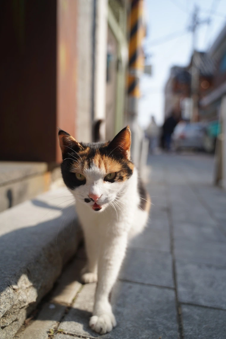 img.jpg?credential=yqXZFxpELC7KVnFOS48ylbz2pIh7yKj8&expires=1753973999&allow_ip=&allow_referer=&signature=4Ary%2ByTLSHXu20tB1G3HqyCQoxk%3D