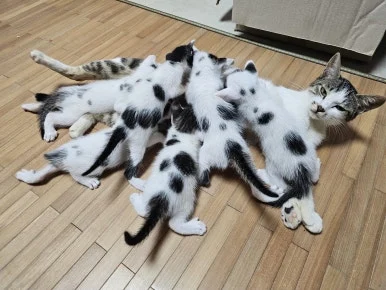 KakaoTalk_20250319_234732893.jpg?type=w386