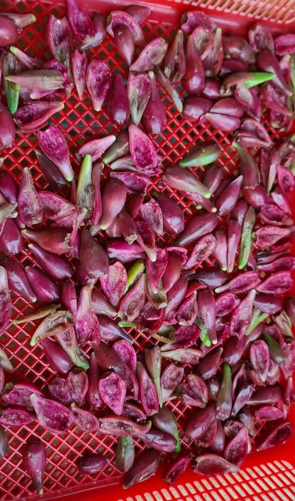 SE-4932fb0c-3fb2-44e5-8025-49edc2ffc891.jpg?type=w580