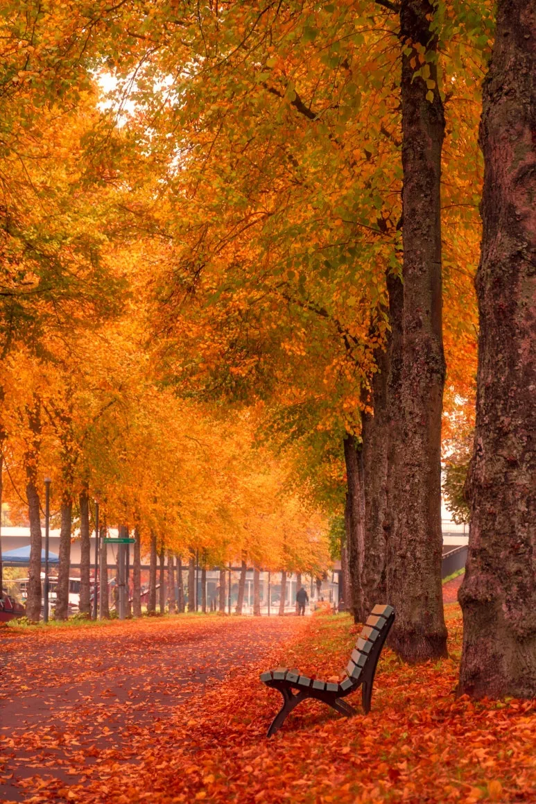autumn-5687401.jpg?type=w773