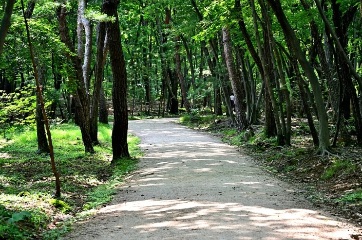 DSC_20210624_%EB%8F%99%EA%B5%AC%EB%A6%89_%2855%29_00049.jpg?type=w2