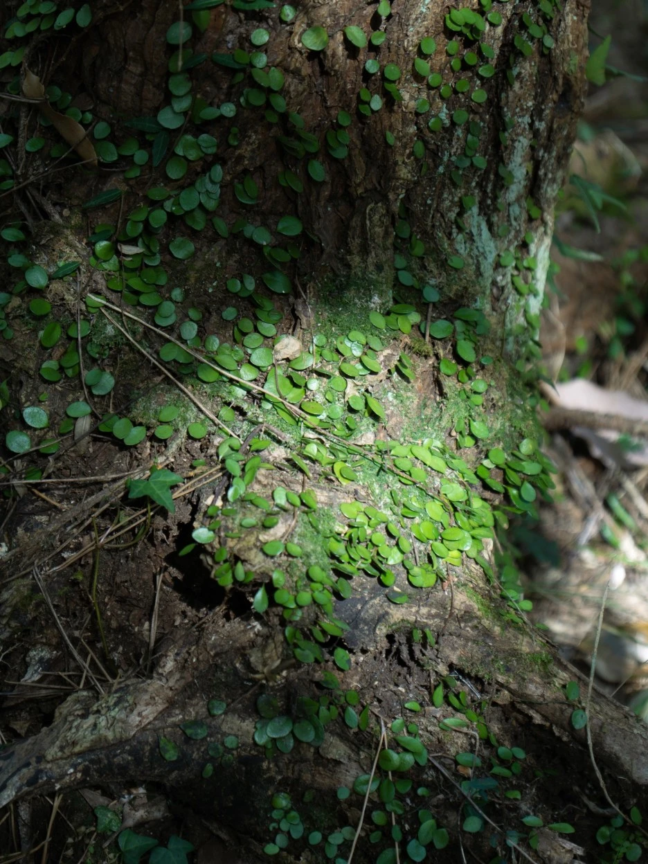 SE-888a144f-4cab-4401-ba92-a41eec810b5d.jpg?type=w1