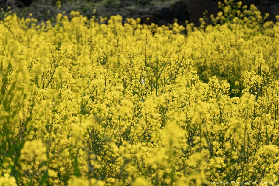 20220407-%EC%98%AC%EB%A0%8812-27.jpg?type=w1