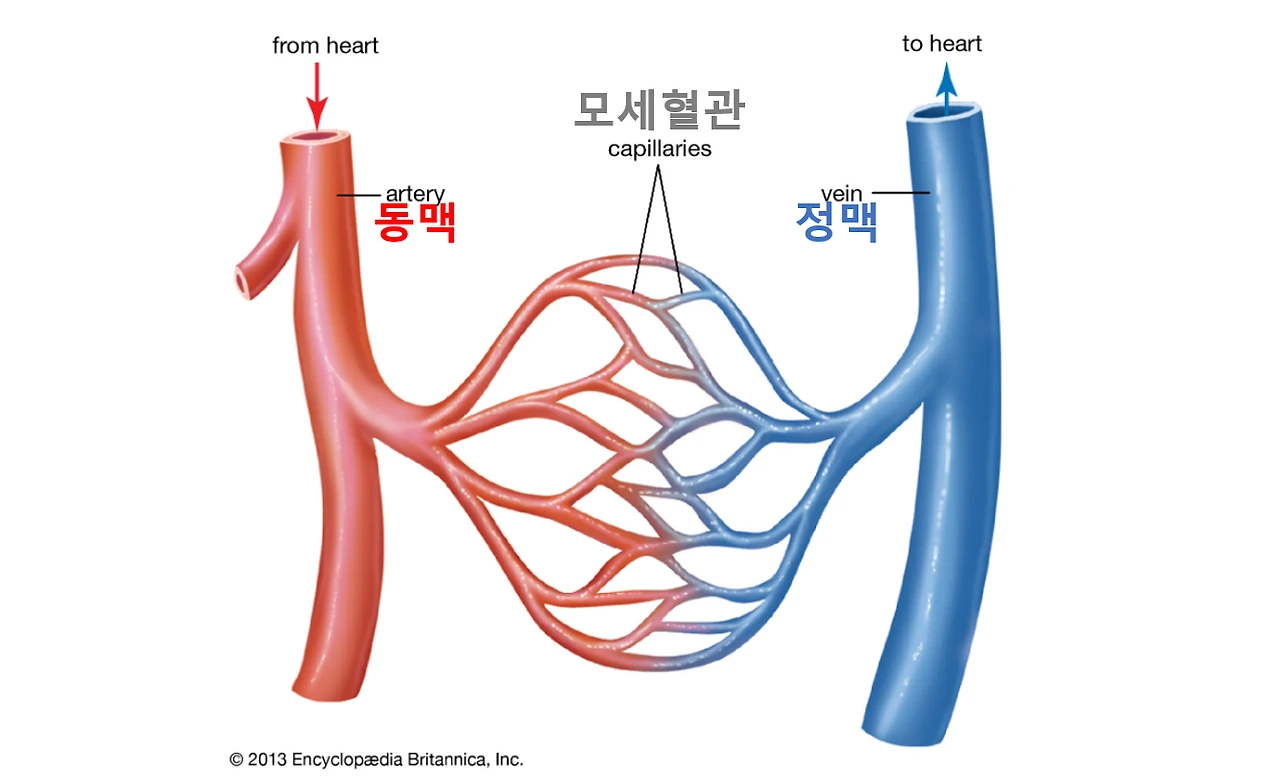 혈관.PNG