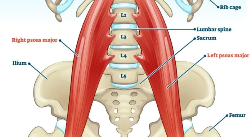 psoas 2.JPG