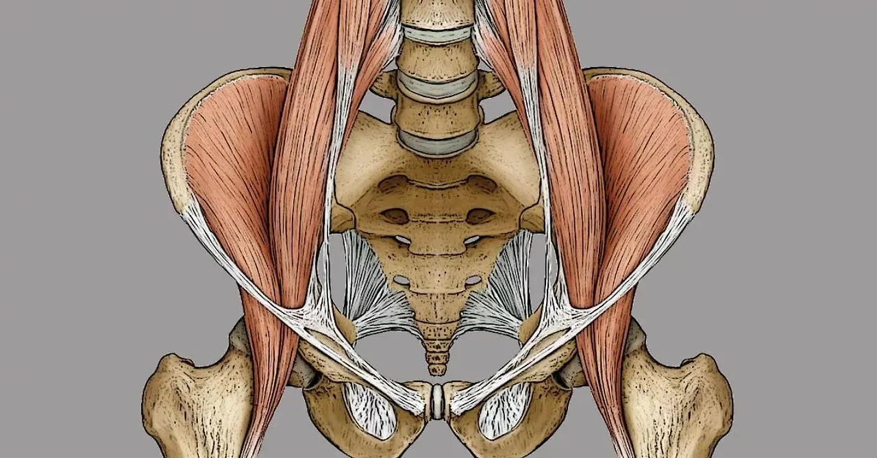 psoas.JPG