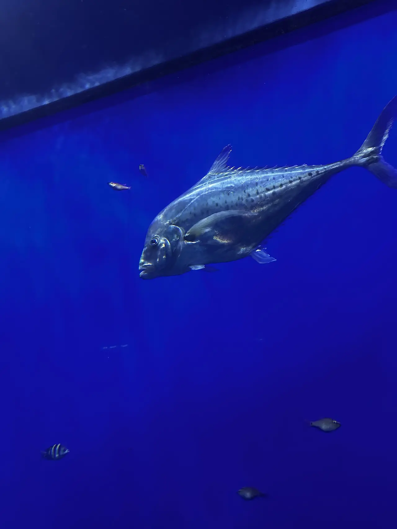 img.jpg?credential=yqXZFxpELC7KVnFOS48ylbz2pIh7yKj8&expires=1753973999&allow_ip=&allow_referer=&signature=8vWXEPad0jBcY8glzbCyNNj7CXk%3D