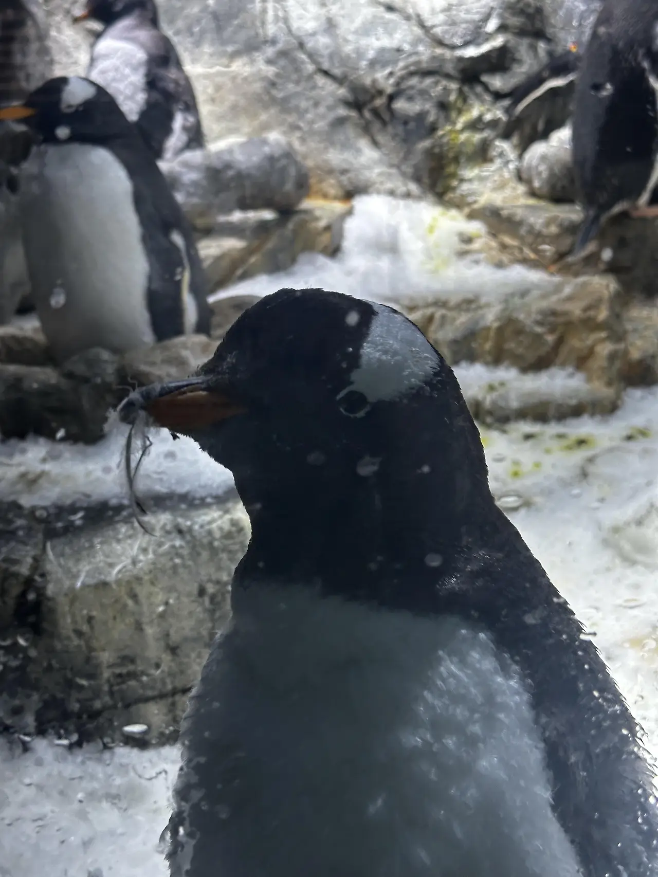 img.jpg?credential=yqXZFxpELC7KVnFOS48ylbz2pIh7yKj8&expires=1753973999&allow_ip=&allow_referer=&signature=fT9%2FCI0IZi%2Fo126o0UBUTkCalnc%3D