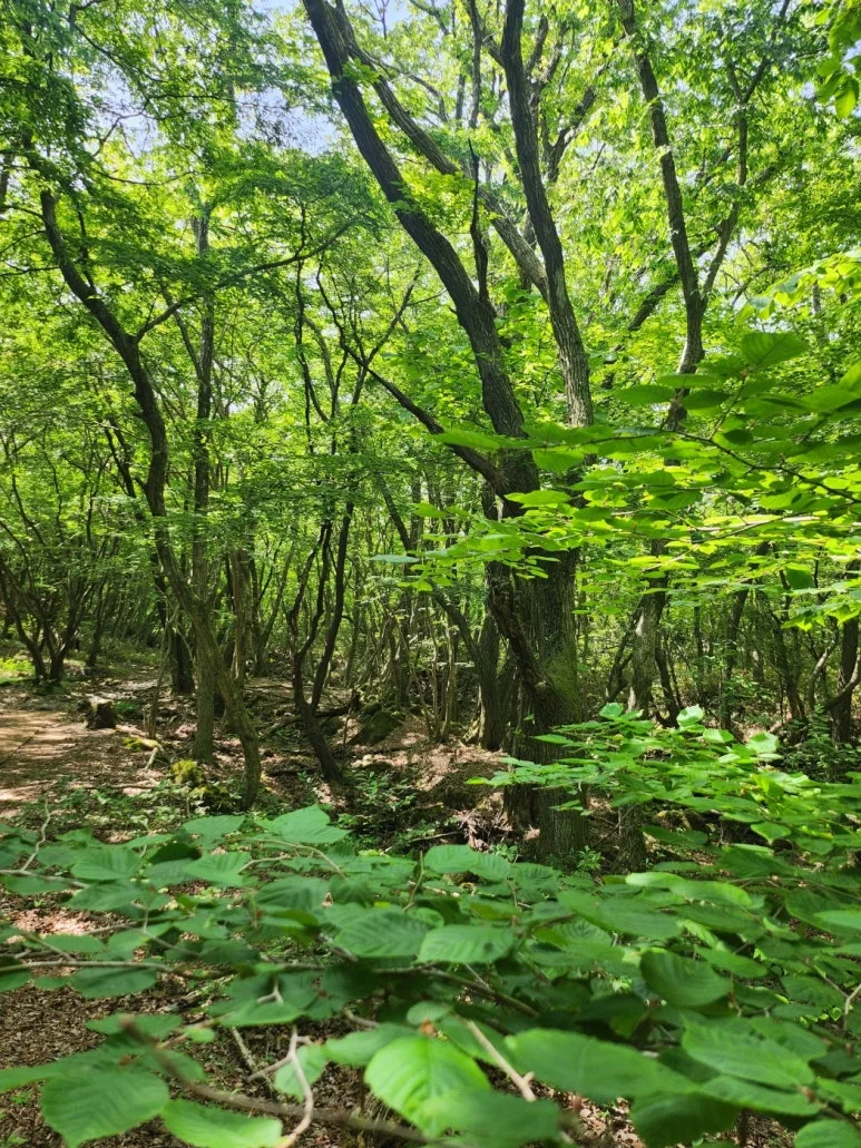 250519_%EC%82%BC%EB%8B%A4%EC%88%98%EC%88%B2%EA%B8%B8_%EC%88%B2.jpg?type=w773