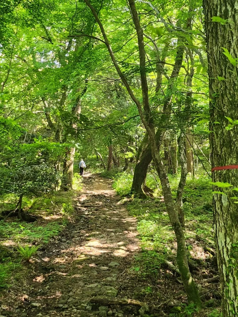 250519_%EC%82%AC%EB%A0%A4%EB%8B%88%EC%88%B2%EC%95%84%EB%82%B4%EC%82%B0%EC%B1%85.jpg?type=w773