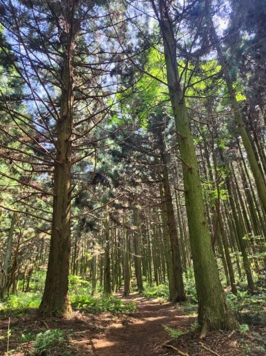 250519_%EC%82%BC%EB%8B%A4%EC%88%98%EA%B2%BD%EC%82%AC%EA%B8%B8.jpg?type=w386