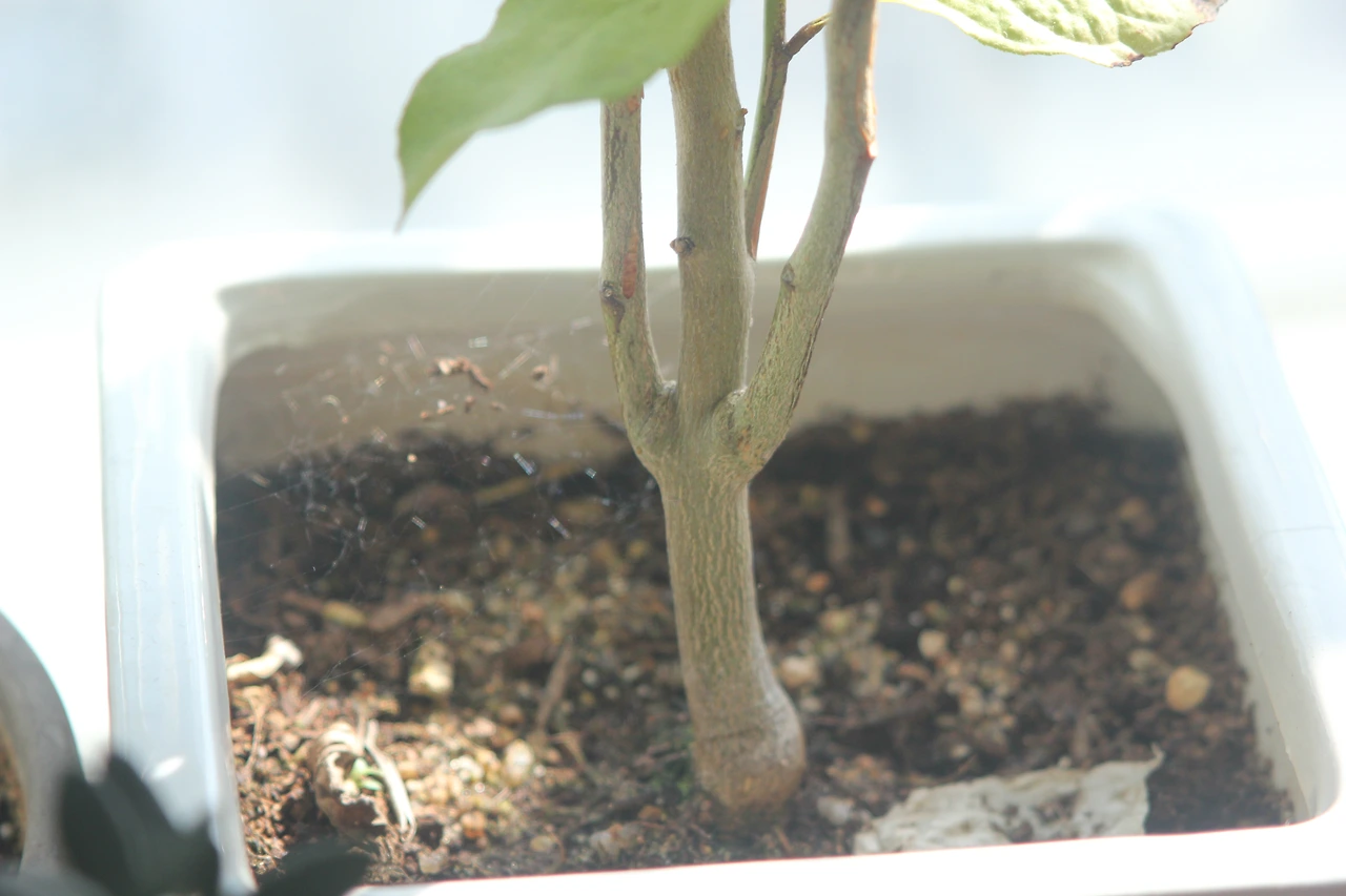 20. 레몬나무.JPG