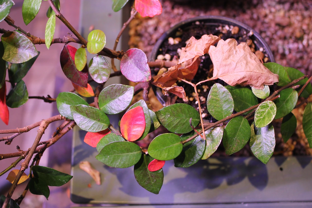 6. 푸른 잎과 붉은 잎과 낙엽.JPG