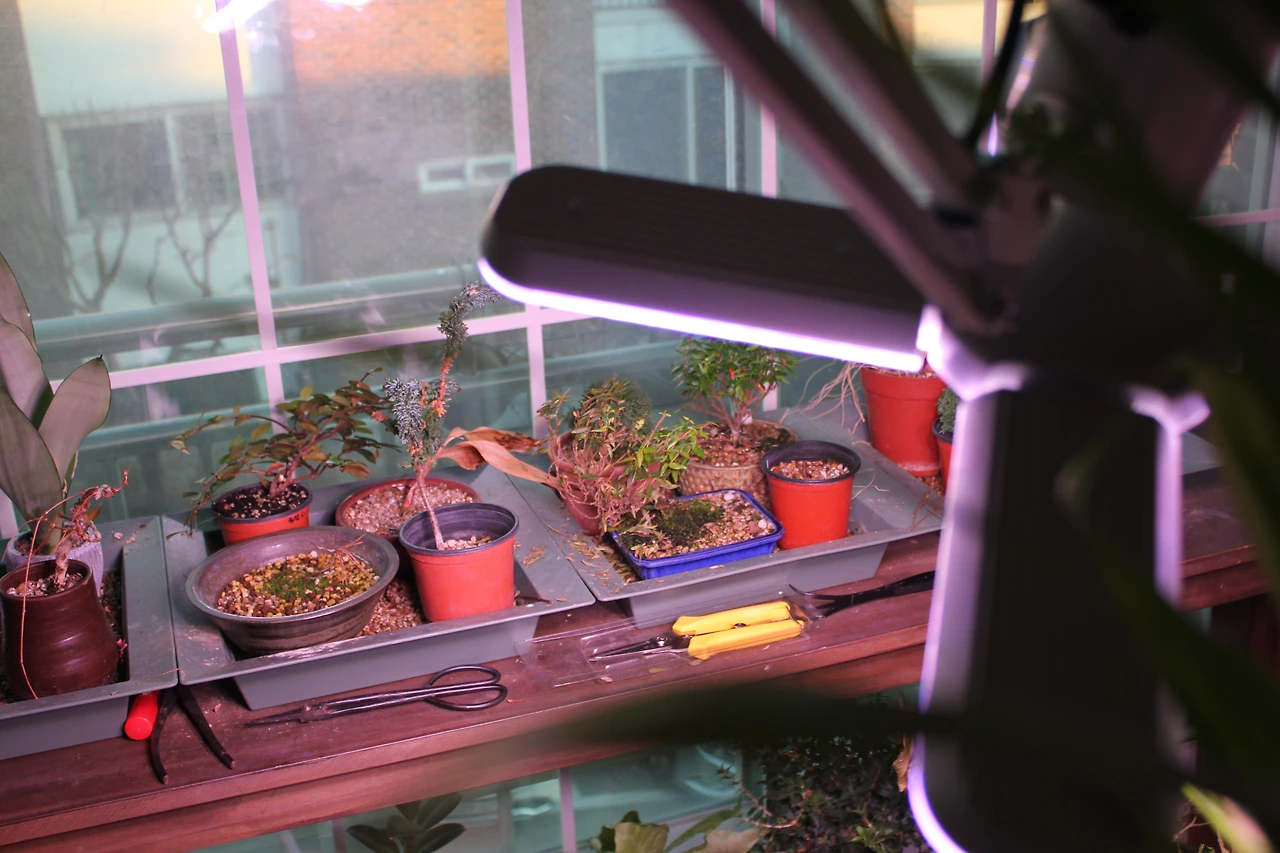 식물등과 식물.JPG