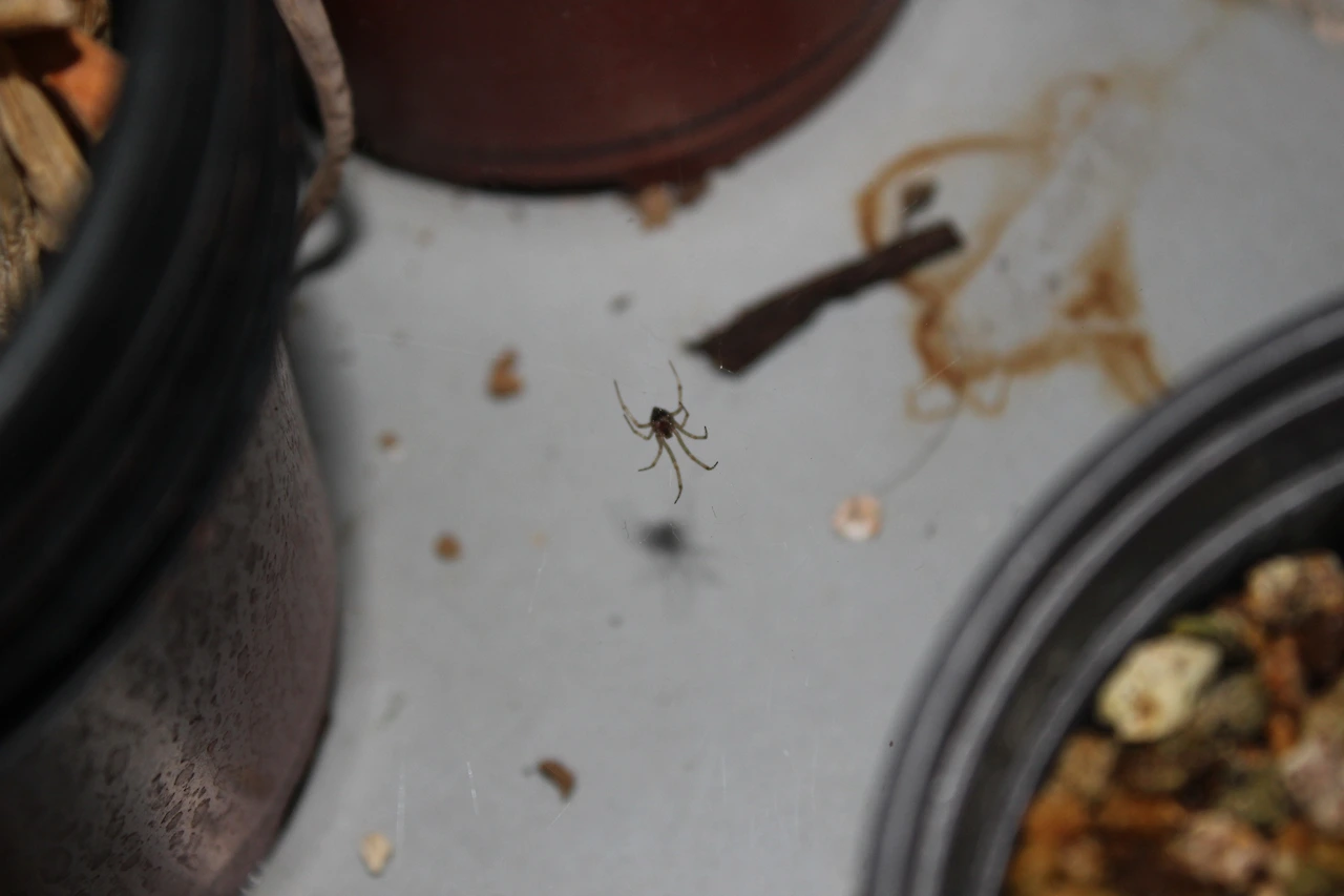 2. 베란다 구석의 거미  (8).JPG