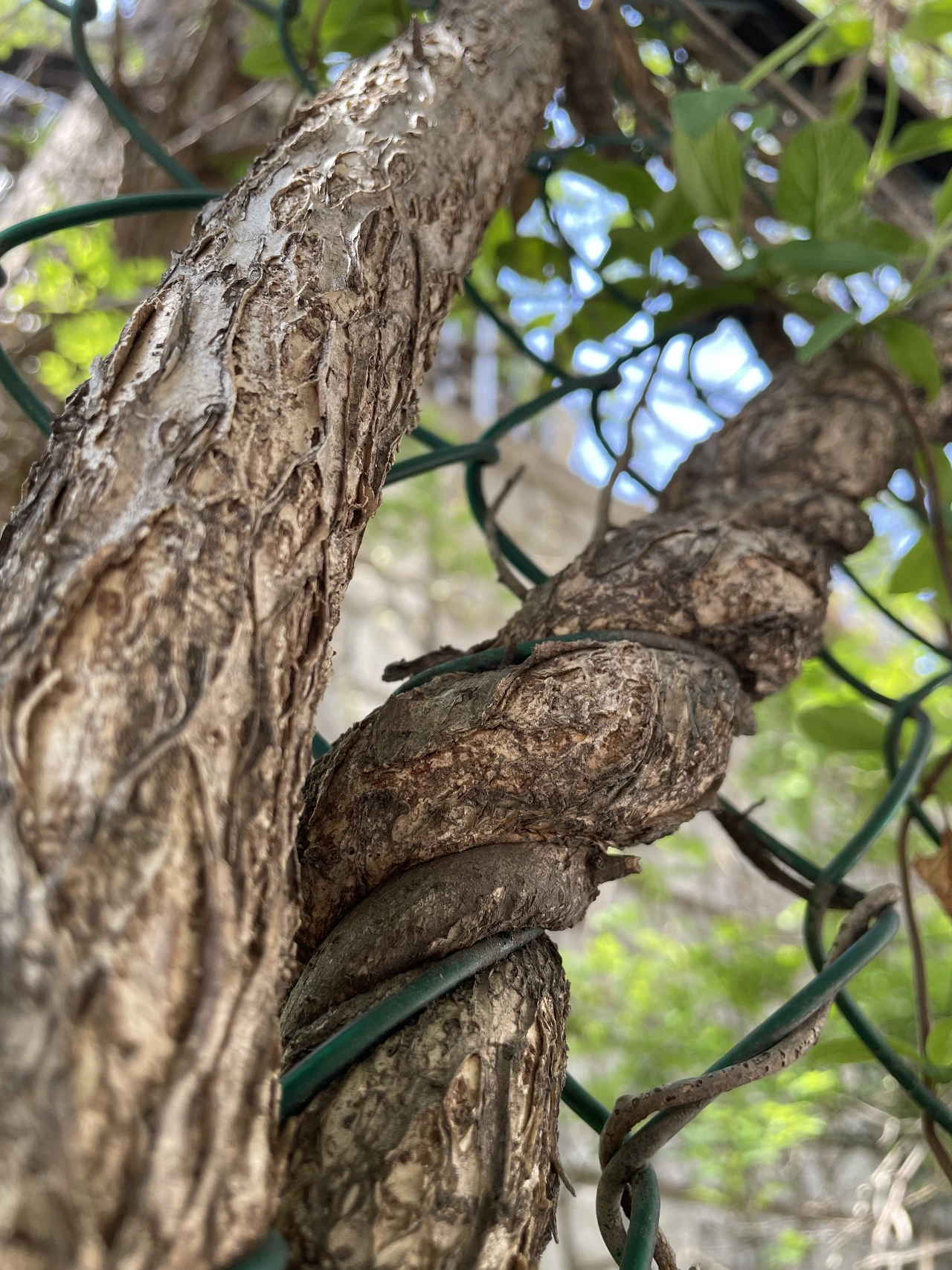 23. 이름 모를 나무는 철망 울타리를 휘어놓고.HEIC