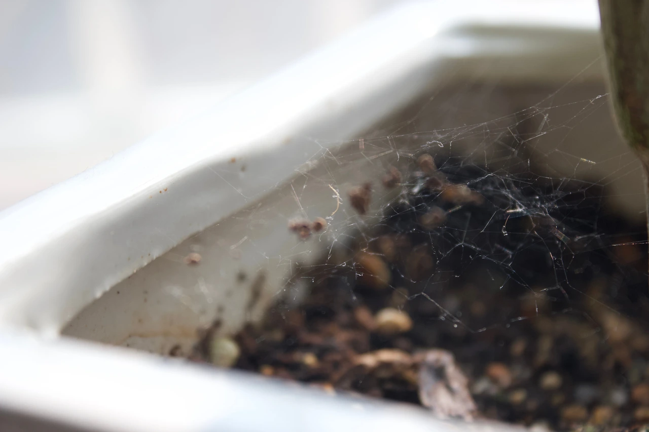21. 화분에 쳐진 거미줄.jpeg