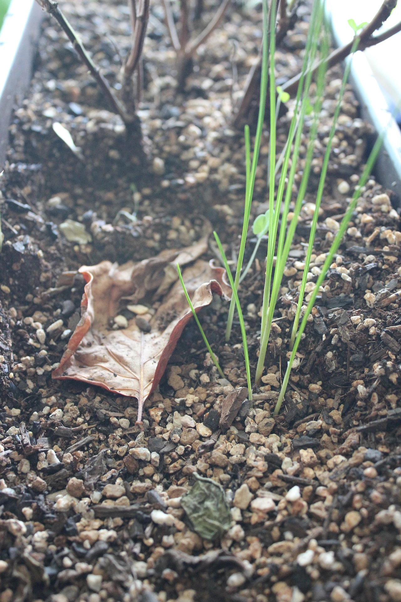 19. 이름 모를 식물들과의 삶.JPG