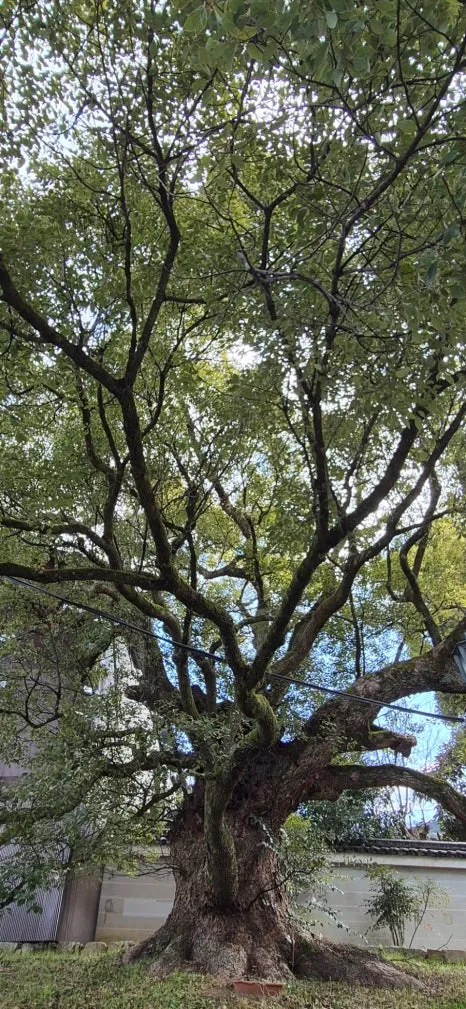 900%EF%BC%BF20250210%EF%BC%BF105849.jpg?type=w466