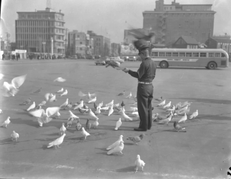 [사진9] 사육비둘기.JPG