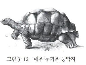 거북이.JPG