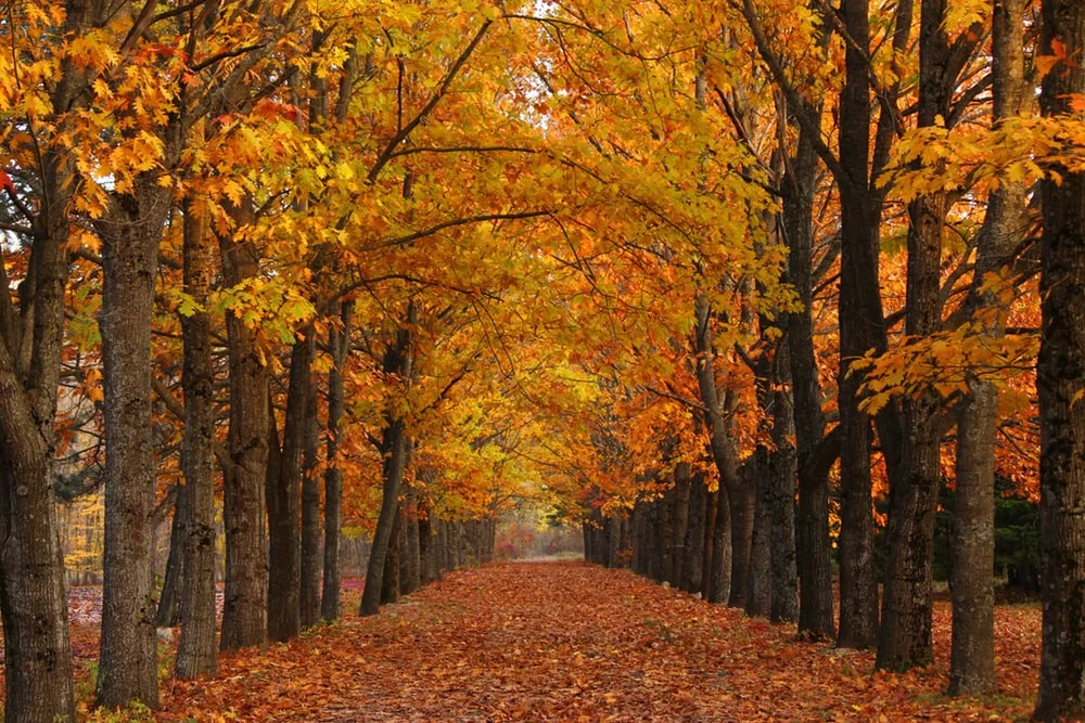 photo-1570395257169-9895d5fc1be5?ixlib=rb-1.2.1&ixyJhcHBfaWQiOjEyMDd9&auto=format&fit=crop&w=1000&q=80