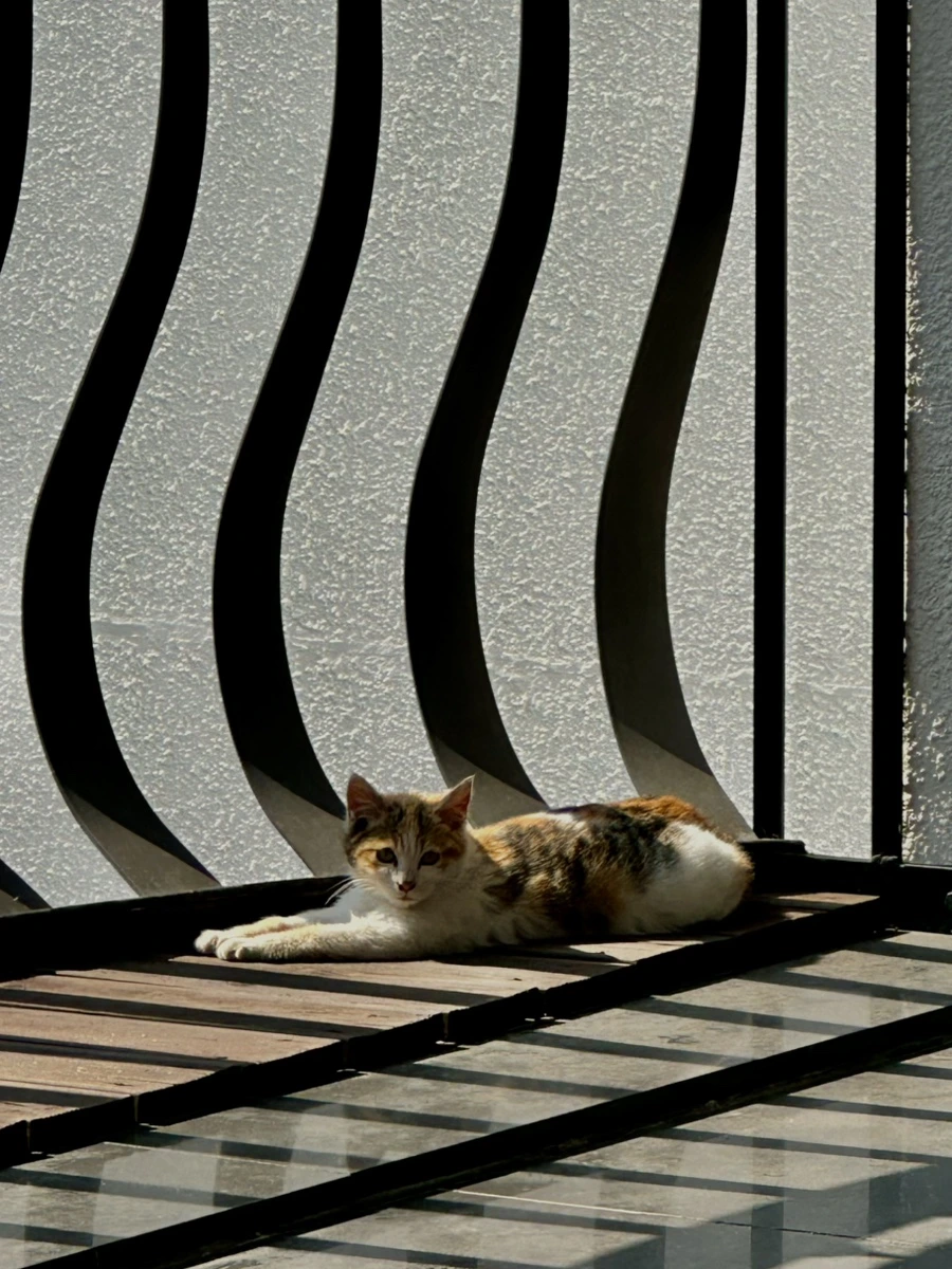 IMG_7265.jpg?type=w1