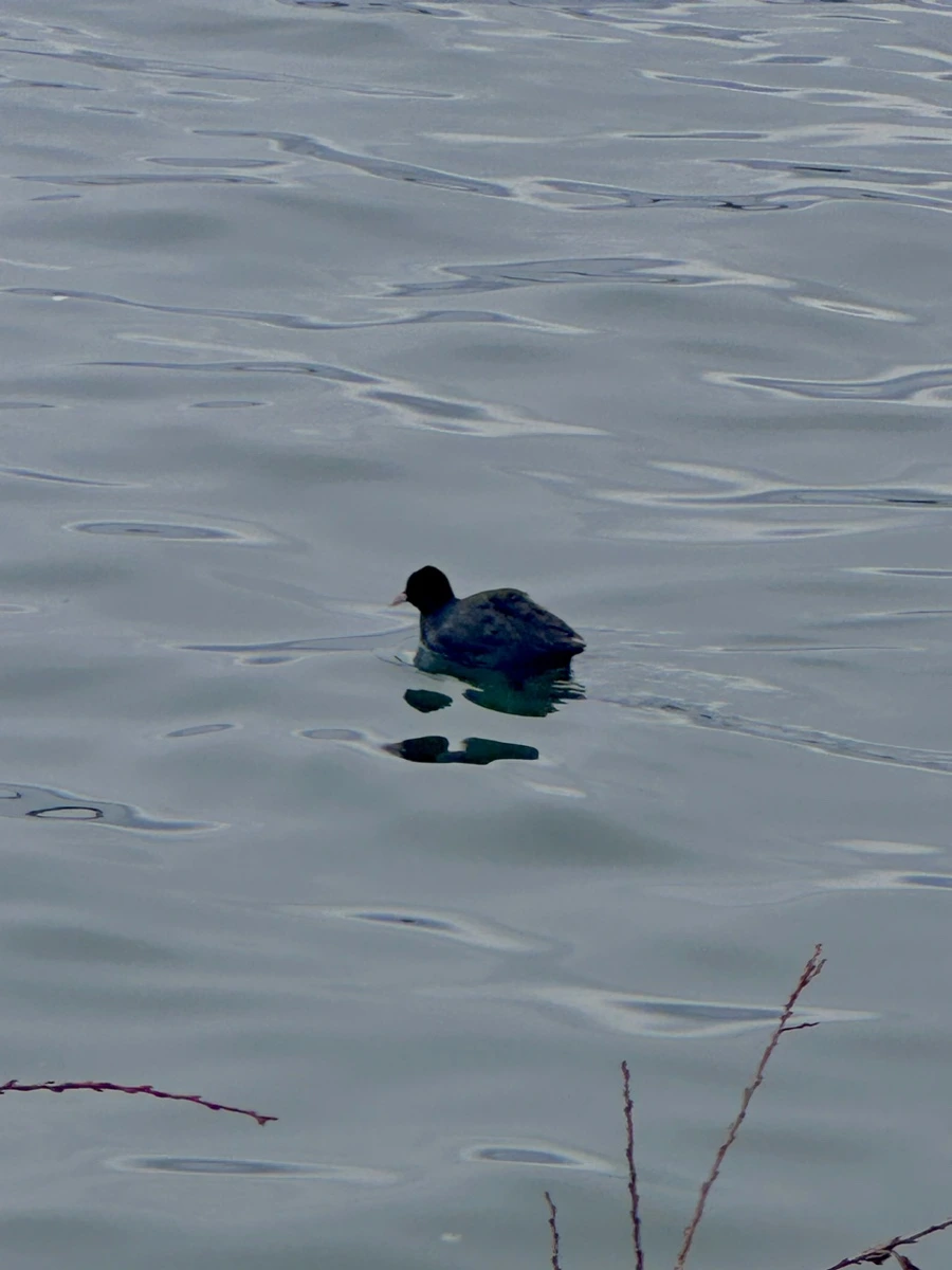 IMG_7337.jpg?type=w1