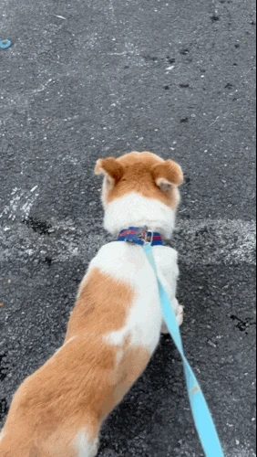 240549610.gif?type=w1