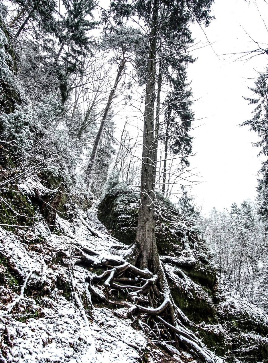 DSC00613-2.jpg?type=w1