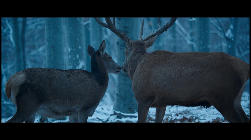 995F5A435B33655C268AD4