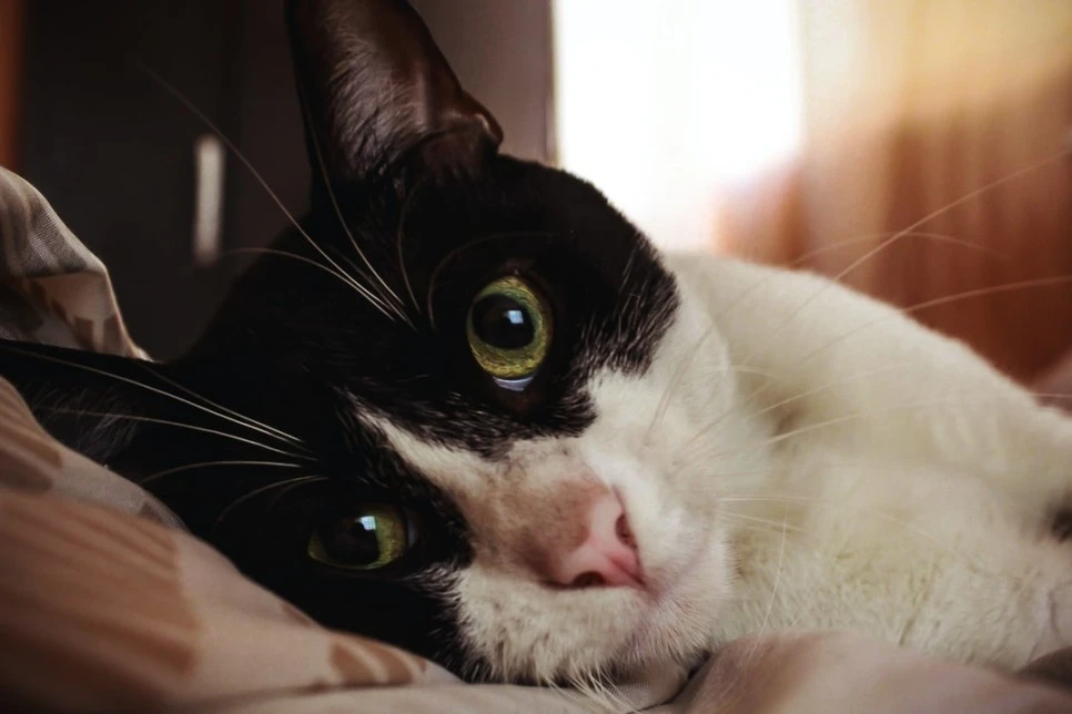 photo-1554094942-929fd0de733f.jpg?type=w966