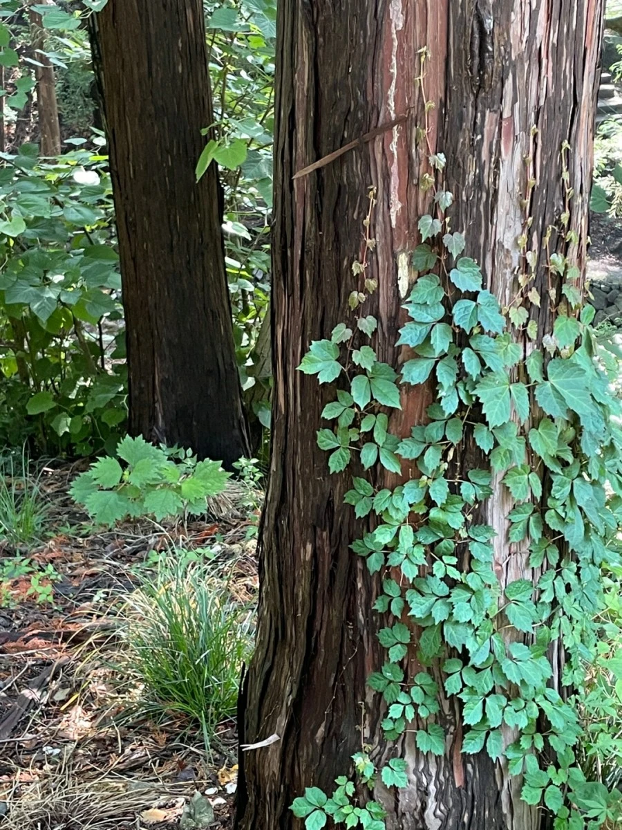 1621402197805.jpg?type=w966