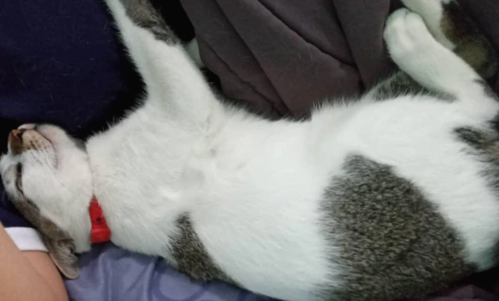 WhatsApp Image 2021-02-17 at 12.48.12 PM.jpeg