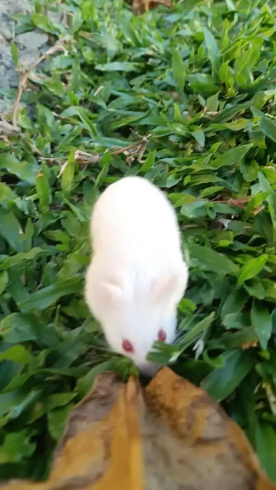 WhatsApp Image 2021-06-18 at 11.53.33.jpeg