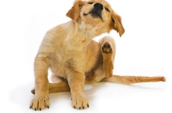 %EC%8A%A4%ED%81%AC%EB%A6%B0%EC%83%B7_2018-12-30_%EC%98%A4%EC%A0%84_1.22.41.png?type=w1