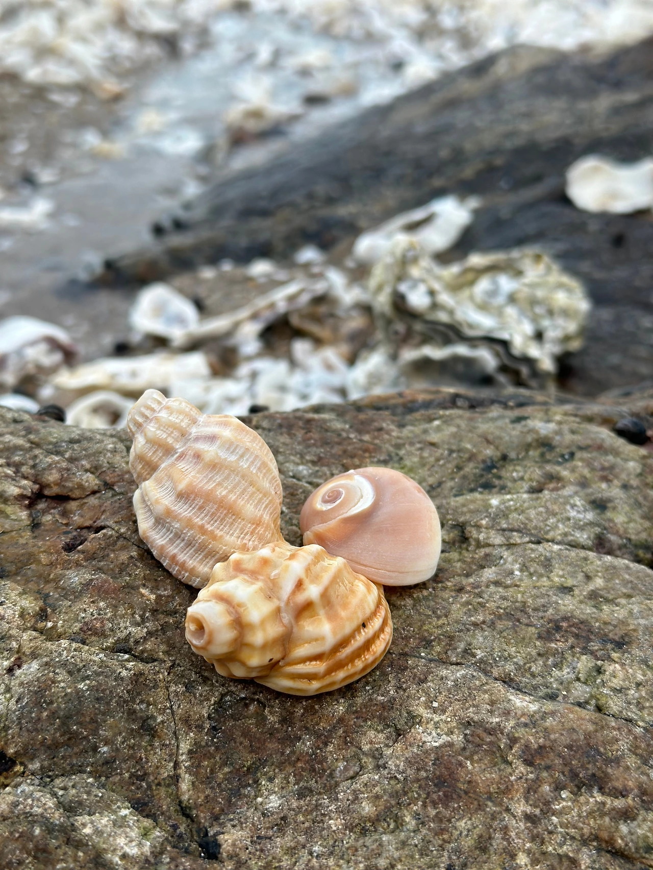 KakaoTalk_Photo_2024-11-26-11-43-23 009.jpeg