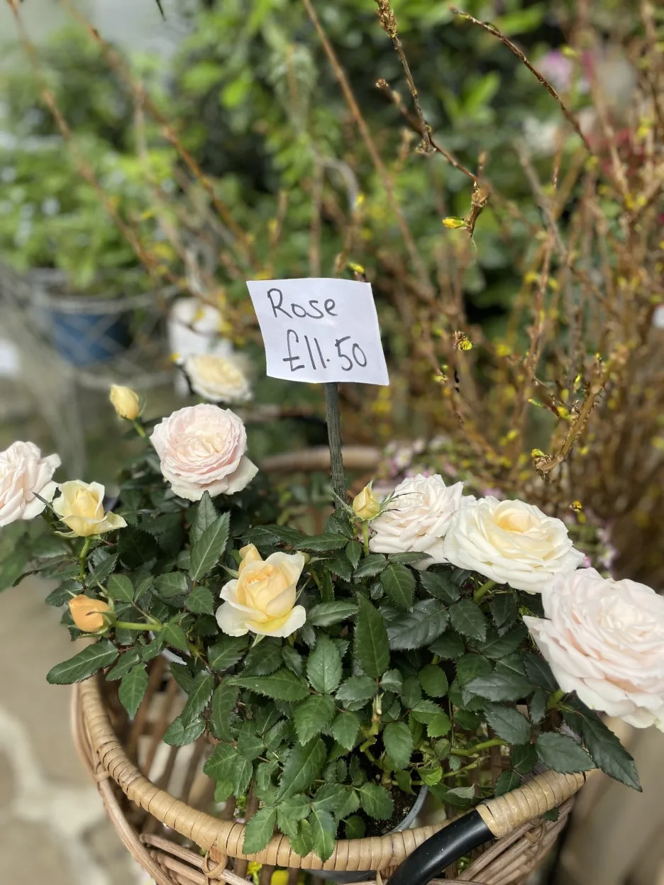 IMG_5034.jpg?type=w1