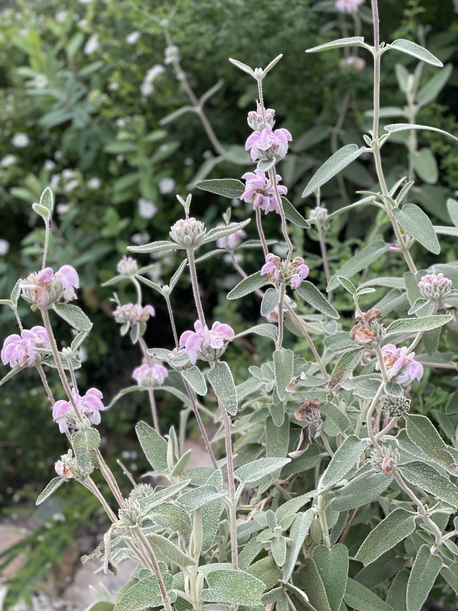 IMG_5315.jpg?type=w1