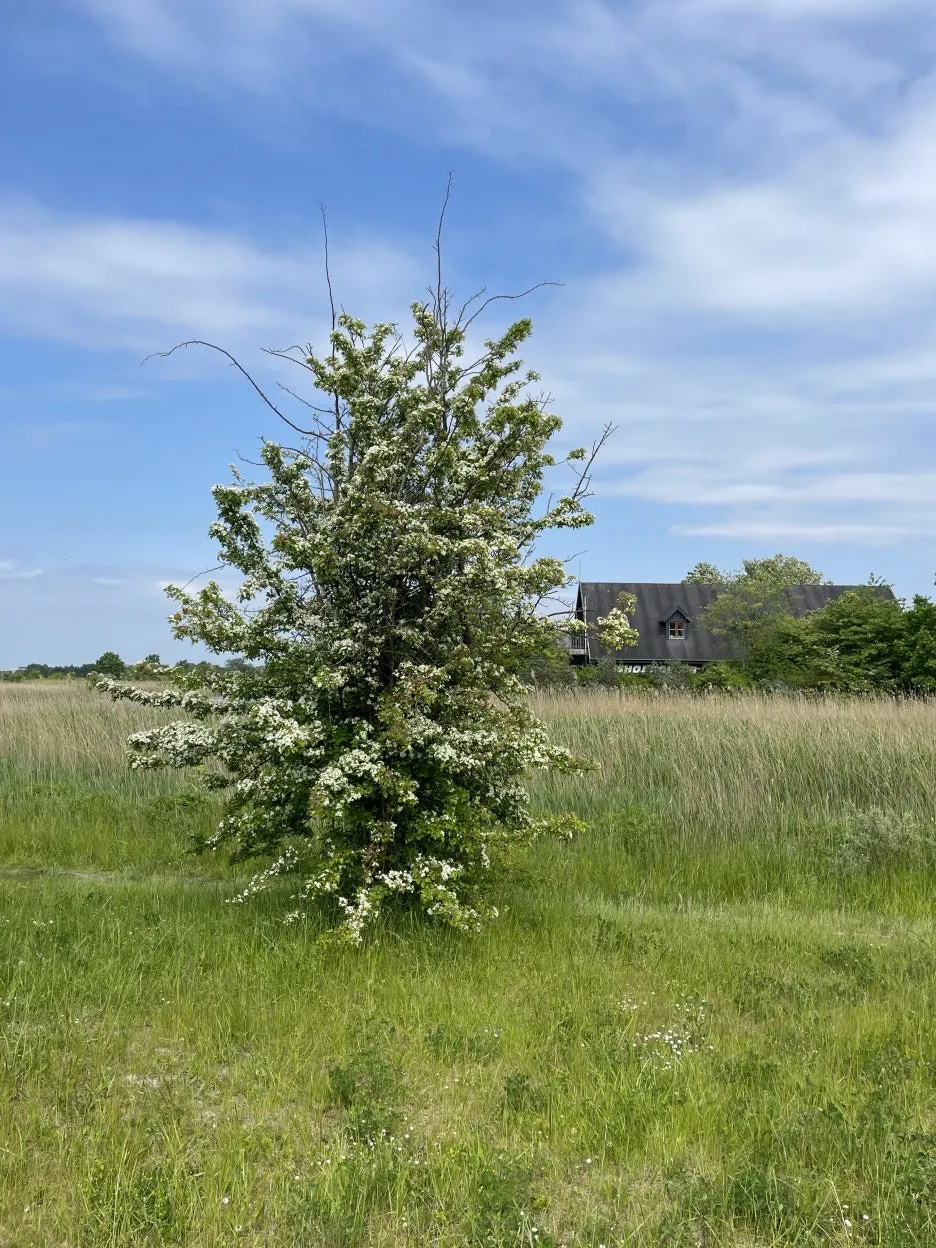 IMG_1416.JPG?type=w1