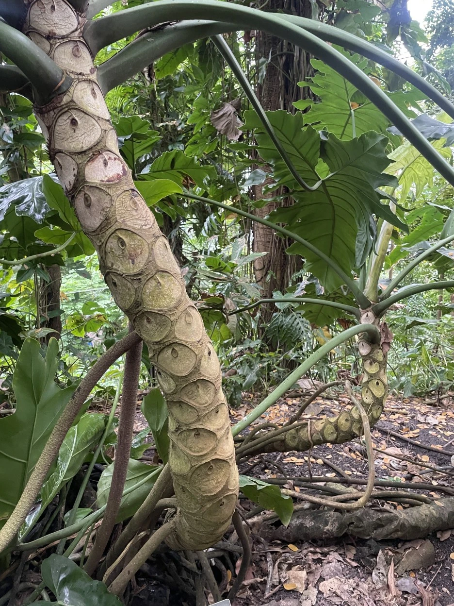 IMG_5299.JPG?type=w1