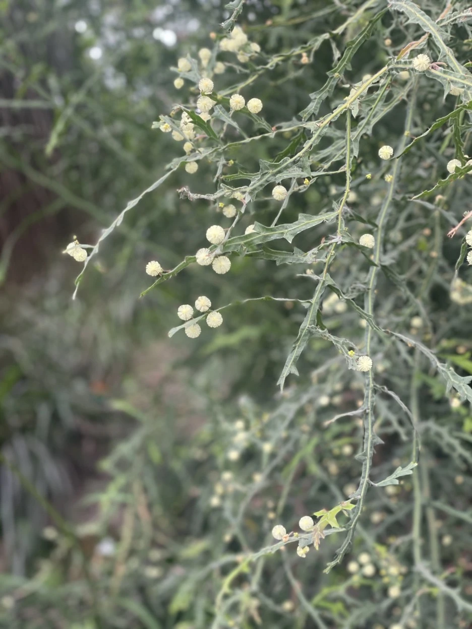 IMG_5390.jpg?type=w1