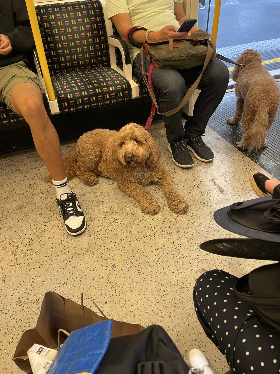 IMG_8308.JPG?type=w1