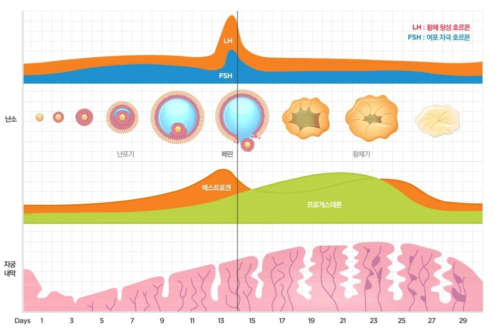 %ED%98%B8%EB%A5%B4%EB%AA%AC%EA%B3%BC_%EC%9E%90%EA%B6%81%EB%82%B4%EB%A7%89.jpg?type=w1600