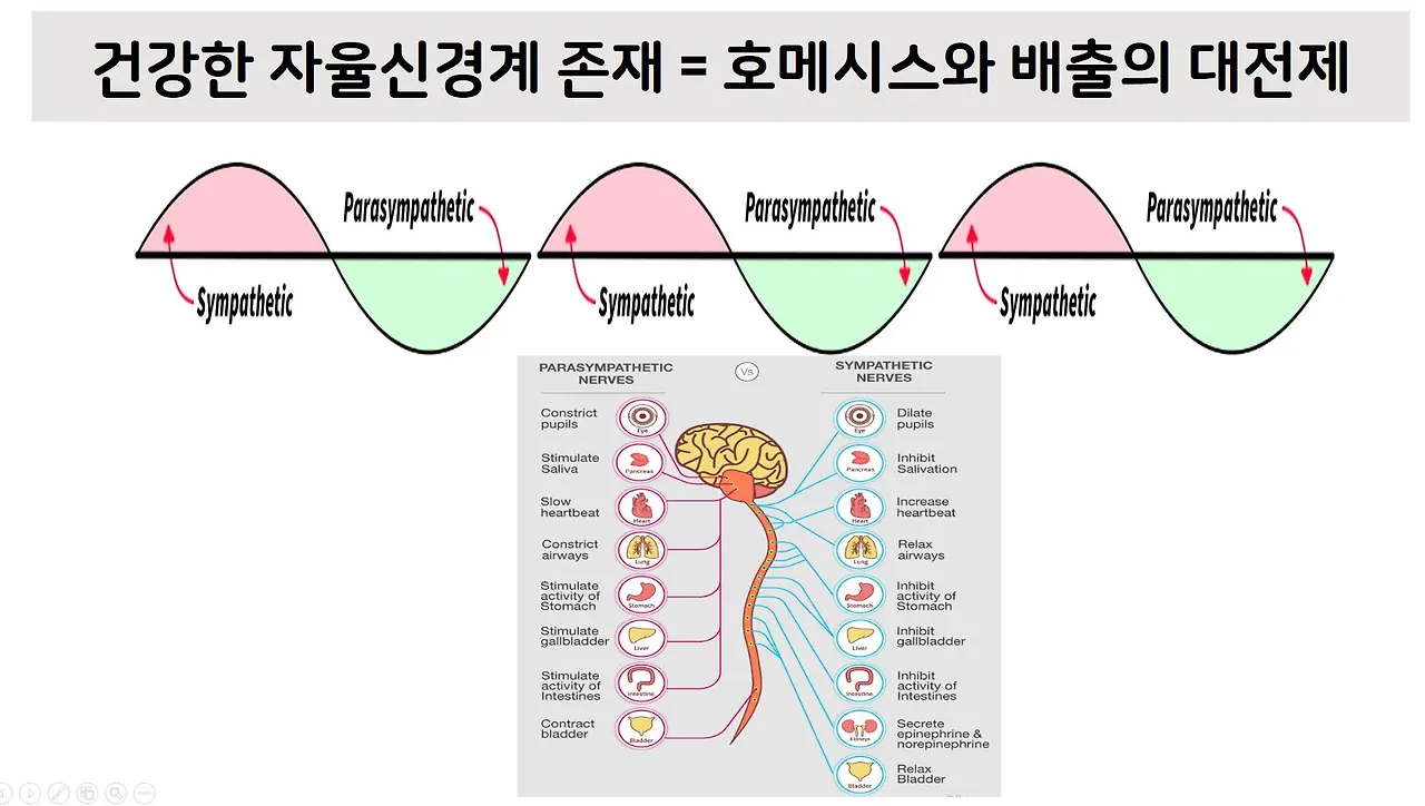 자율신경계2.JPG