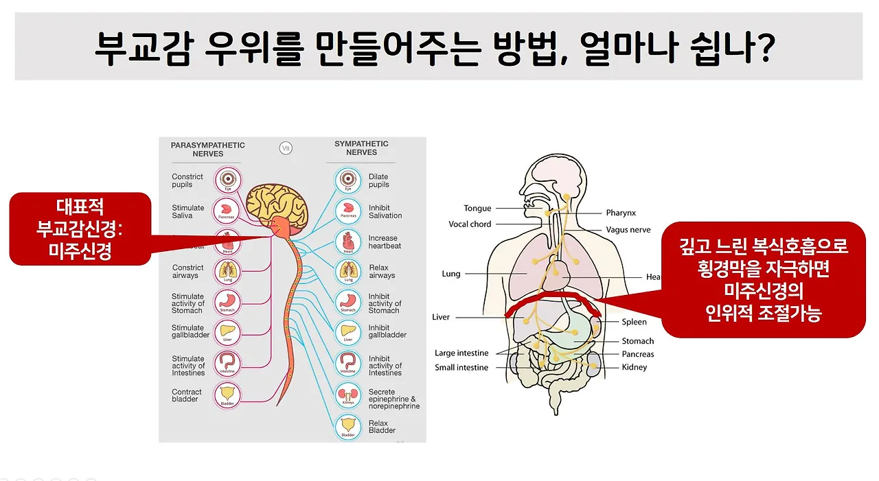 자율신경계5.JPG